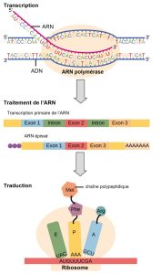 ADN à ARN