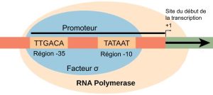 Début du transcription