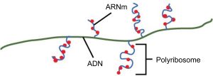 Transcription multiple