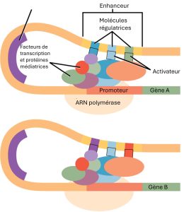 Enhanceurs