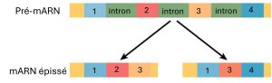 Épissage du pré-ARNm
