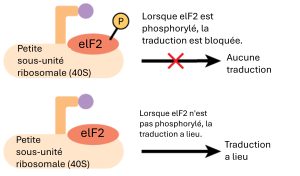 Traduction selon la phosphorylation