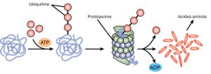 Protéine et ubiquitine