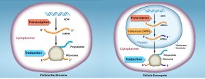 Régulation de la transcription et la traduction chez les eucaryotes