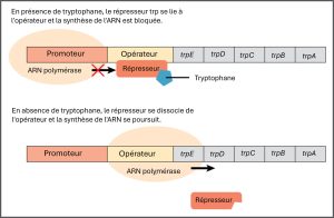 Synthèse du tryptophane