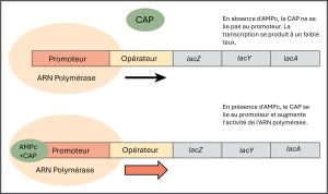 Activation de la transcription par CAP