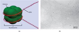 Détails des nucléosomes