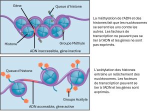 Nucléosomes de l'ADN