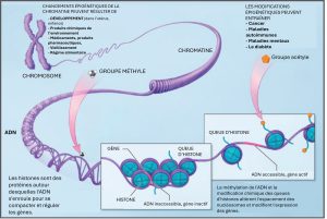 Épigénétiques