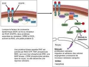 Récepteur EGF