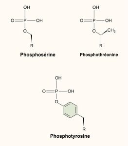 Protéines phosphorylées