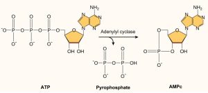 Formation du AMPc
