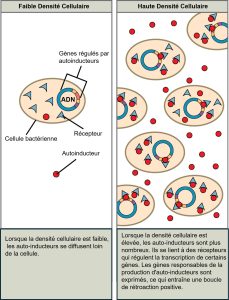 Autoinducteurs