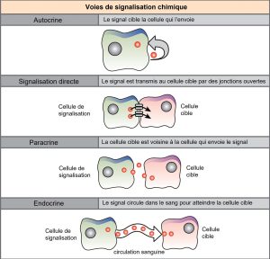 Voies de signalisation chimique