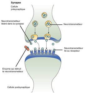 Fonctionnement des neurotransmetteurs