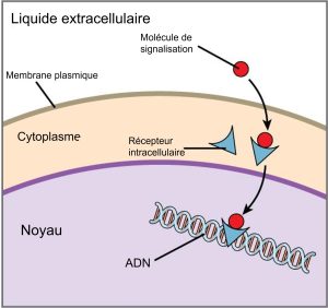 DIffusion des molécules de signalisation