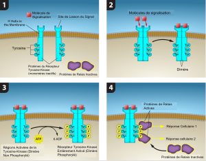 Mécanismes supplémentaires des protéines de signalisation