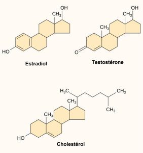 Hormones et cholestérol