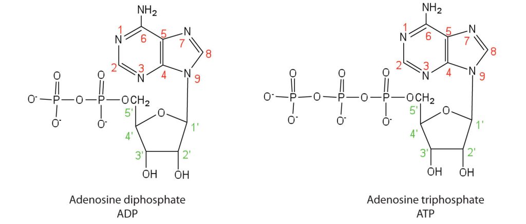 Two molecular structures. On the left is adenosine diphosphate (ADP) and on the right is adenosine triphosphate (ATP)