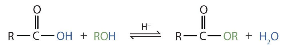 The chemical reaction displays a carboxylic acid (containing a carbonyl and hydroxyl group) combining with a standard alcohol (containing a hydroxyl group) to produce an ester and water.