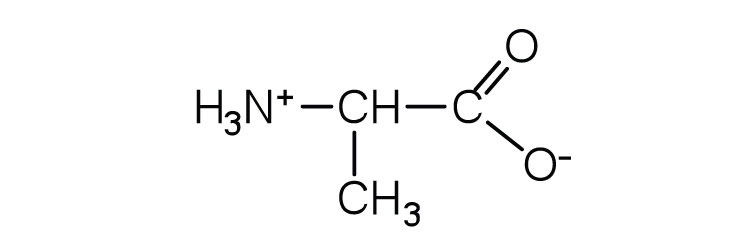 a CH group is centered around a positive amine group, a methyl group and a COO- group