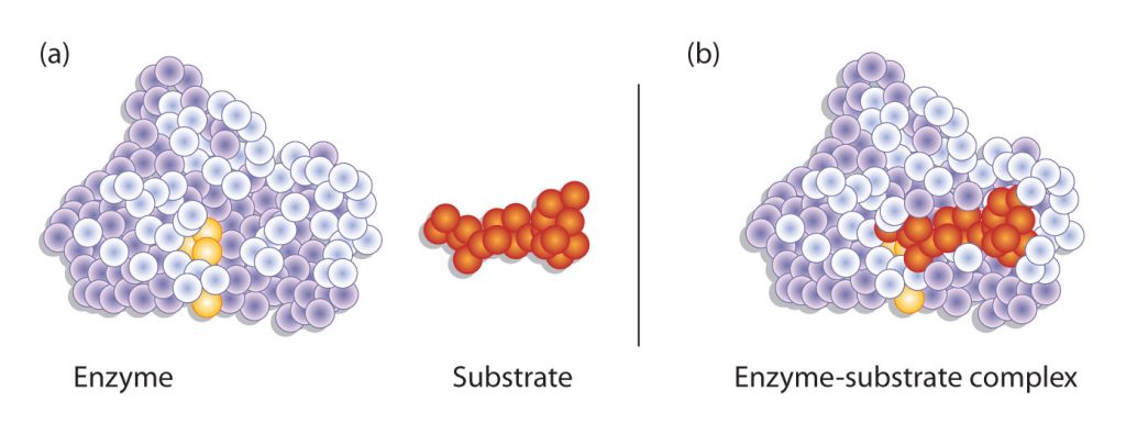 The enzyme dihydrofolate reductase is shown with one of its substrates: NADP+ (a) unbound on the left and (b) bound on the right