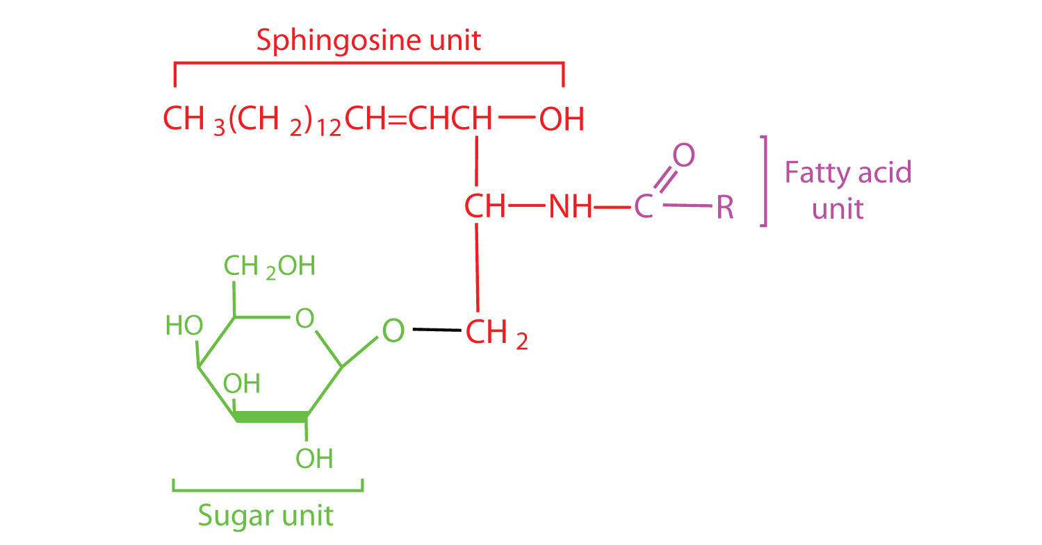 Structure of cerebroside broken up into its various components: a sphingosine unit, a fatty acid unit and a sugar unit.