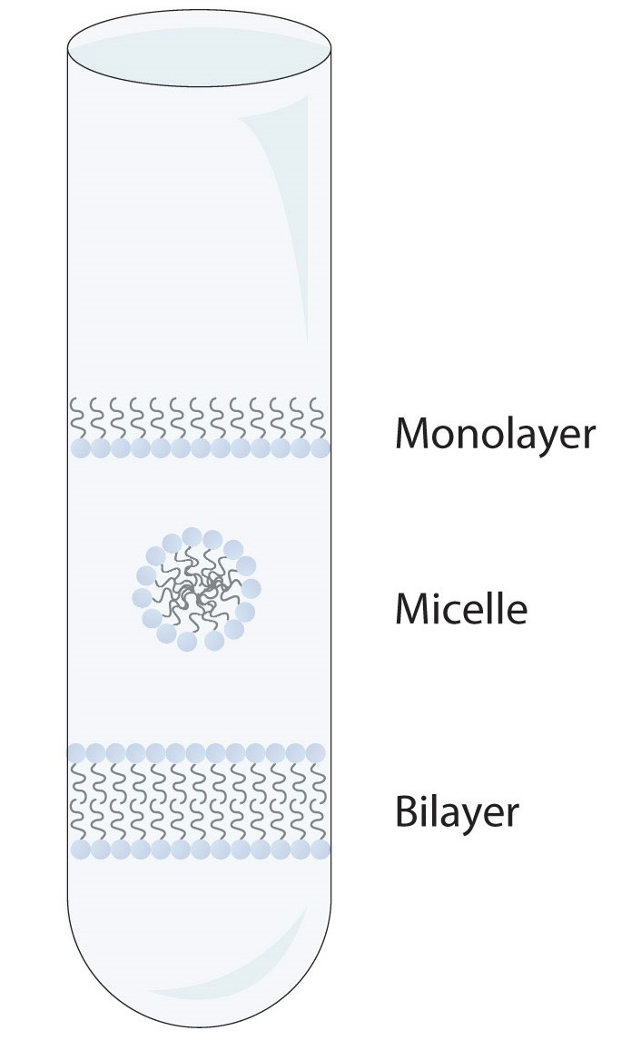 A test tube showing spontaneously formed polar lipid structures in water: Monolayer, Micelle, and Bilayer.