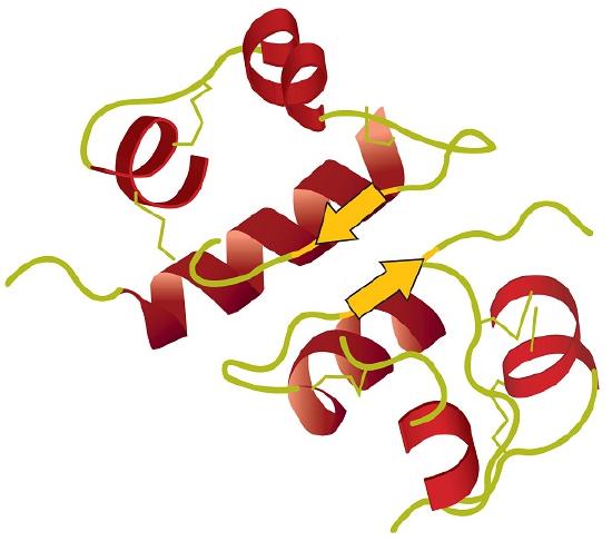 The 3D structure of insulin represented as a ribbon model.