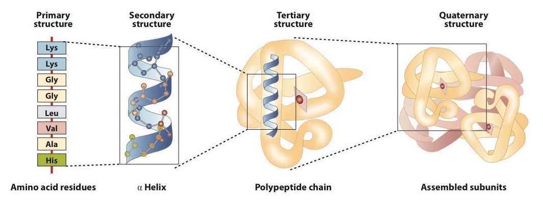 Levels of structure in proteins from left to right which include the primary, secondary, tertiary and quaternary structures.