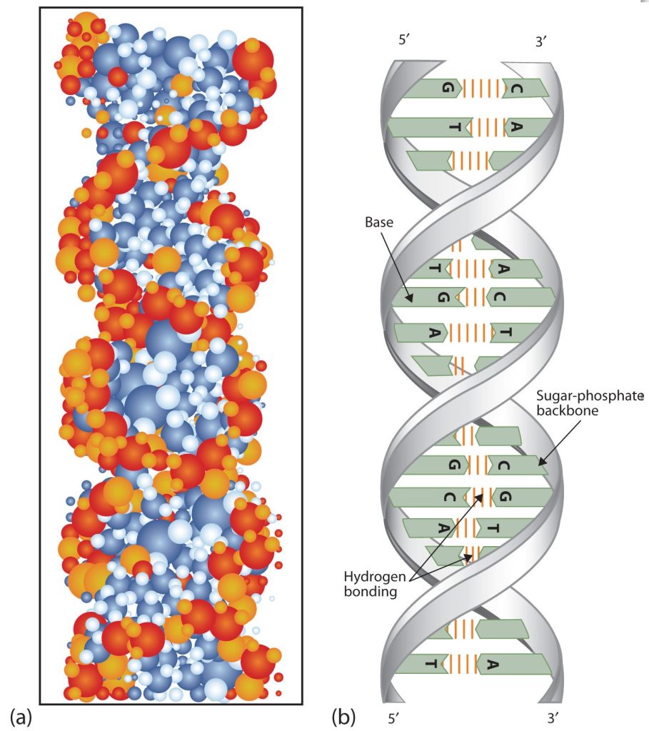 Two structures of DNA. On the left: (a) a computer-generated model of the DNA double helix. On the right (b) shows the double helix with its complementary bases