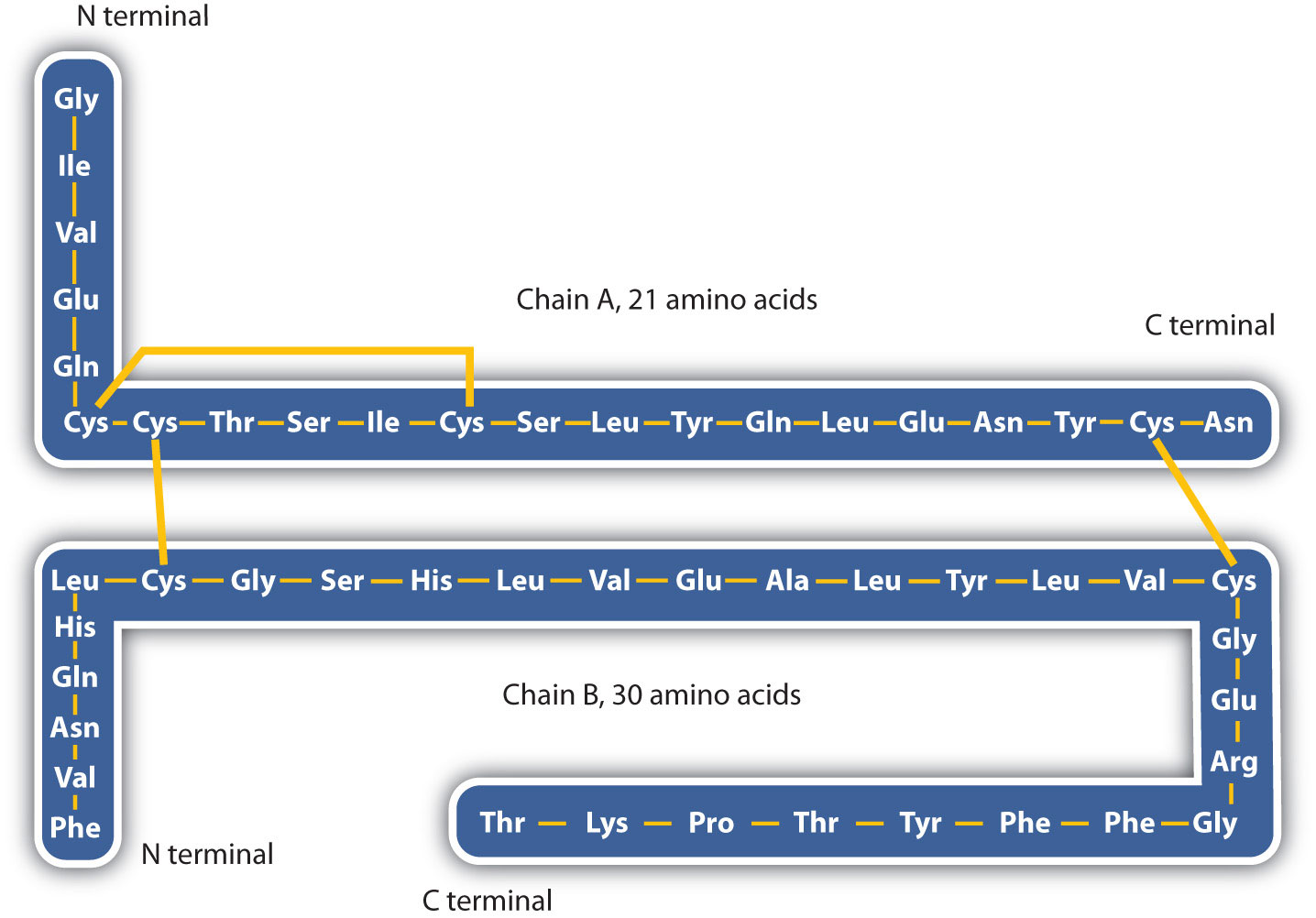 The amino acid sequence of human insulin