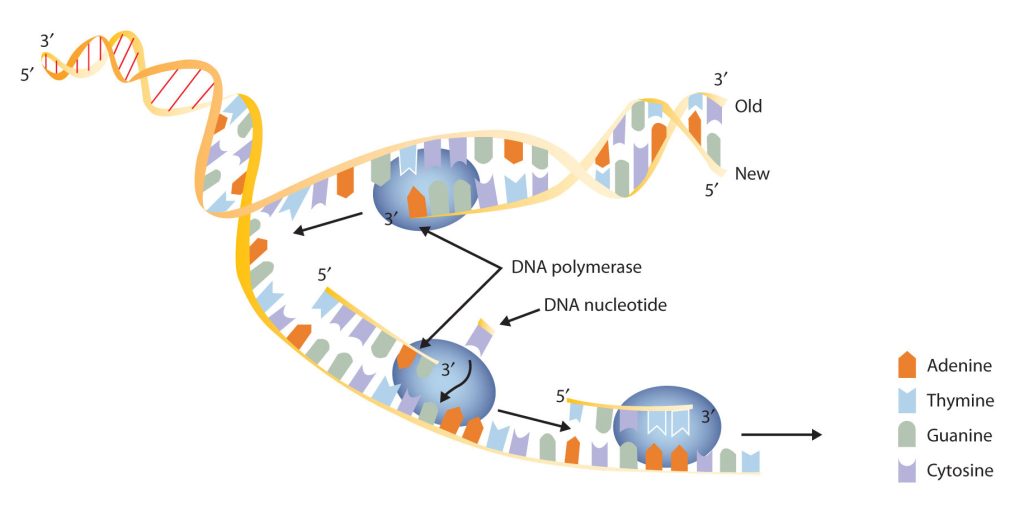 A detailed diagram of DNA replication showing an unzippered DNA strand with the various nucleotides attached along with the DNA polymerase attaching and making a copy of the strand.