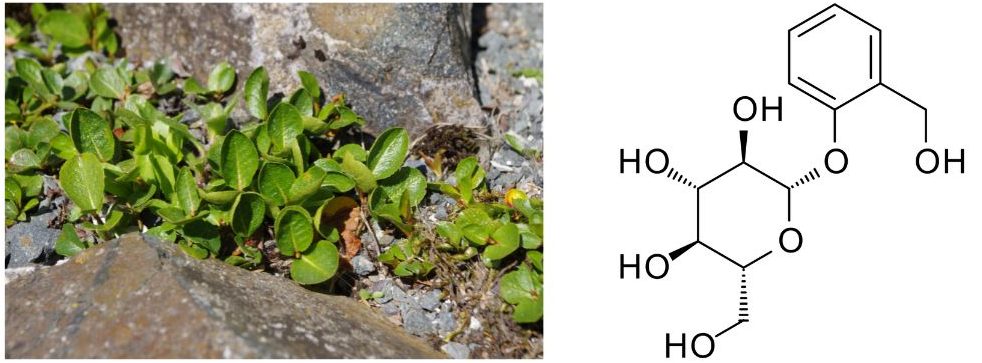 Dwarf willow (Salix herbacea) on the left which is a photo of a green plant on the ground. Salicin molecule is on the right showing multiple OH groups surrounding an oxygen substituted cyclohexane group joined by an oxygen to a benzene ring.