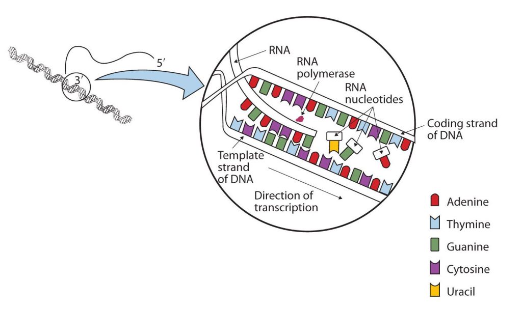 A detailed diagram of RNA transcription from a DNA template showing the template of the DNA strand, the various nucleotides, RNA polymerase in action and the RNA nucleotides formed.