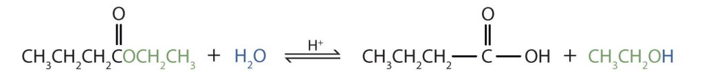 The chemical equation for the solution to example 25.6e. is shown here. The chemical equation shows ethyl butyrate combining with water to form butanoic acid and ethanol.