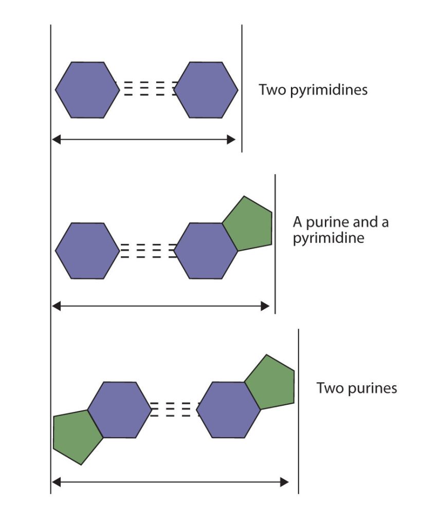 An image showing the difference in widths of possible base pairs. The top image shows the width between two pyrimidines, the middle images shows the width between a purine and a pyrimidine and the bottom image shows the width between two purines.