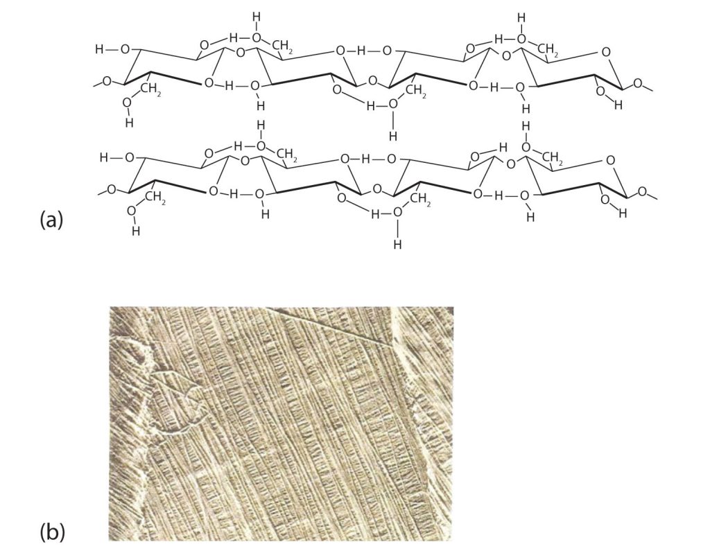 Two representations of cellulose. The top (a) is the structure of cellulose showing hydrogen bonding. On the bottom (b) is an image of an electron micrograph highlighting cellulose fibers