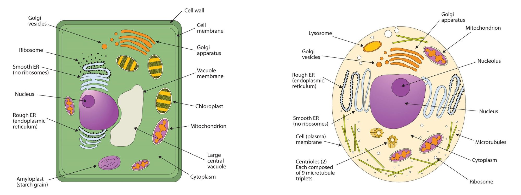 A plant cell (on the left) and an animal cell (on the right)