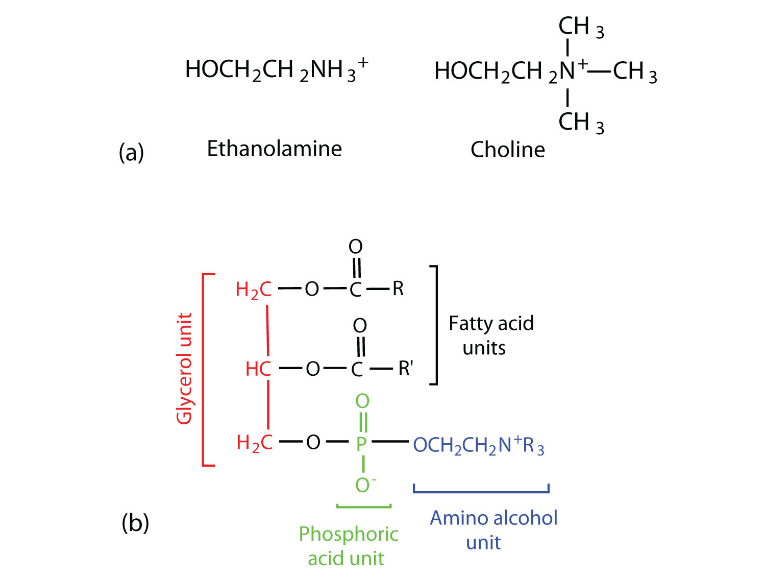 Top: Structures of ethanolamine and choline. Bottom: The structural formula of a phosphoglyceride is shown with the glycerol unit, phosphoric unit, and amino alcohol unit