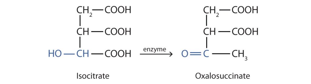 Oxidation of isocitrate to oxalosuccinate using an enzyme as a catalyst.