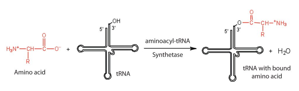 Reaction showing the binding of an amino acid (in red) to its tRNA (in black) with the catalyst aminoacyl-tRNA and synthetase to produce tRNA with bound amino acid.