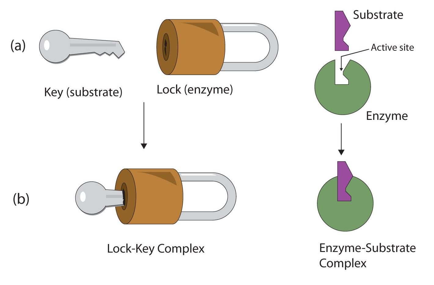 The lock and key model of enzyme action