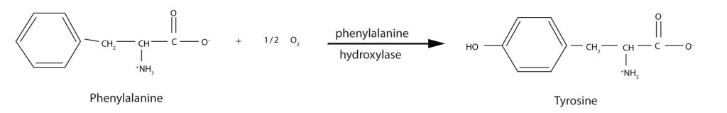 A reaction showing phenylalanine converted to tyrosine by the enzyme phenylalanine hydroxylase