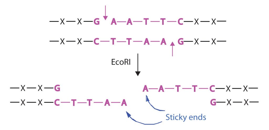 EcoRI is shown to cut DNA at a specific genetic sequence