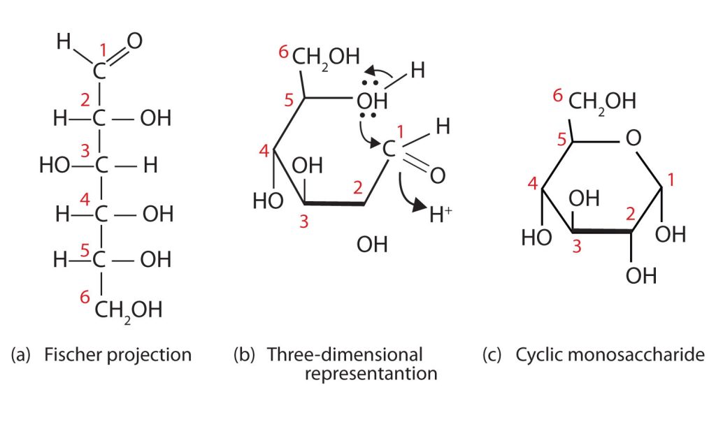 Three representations of D-Glucose: (a) Fischer projection which is the structural form; (b) a 3D representation of how it bends to form a ring bringing the OH from one end to the carbonyl group at the other end; and (c) is the cyclic monosaccharide formed by (b).