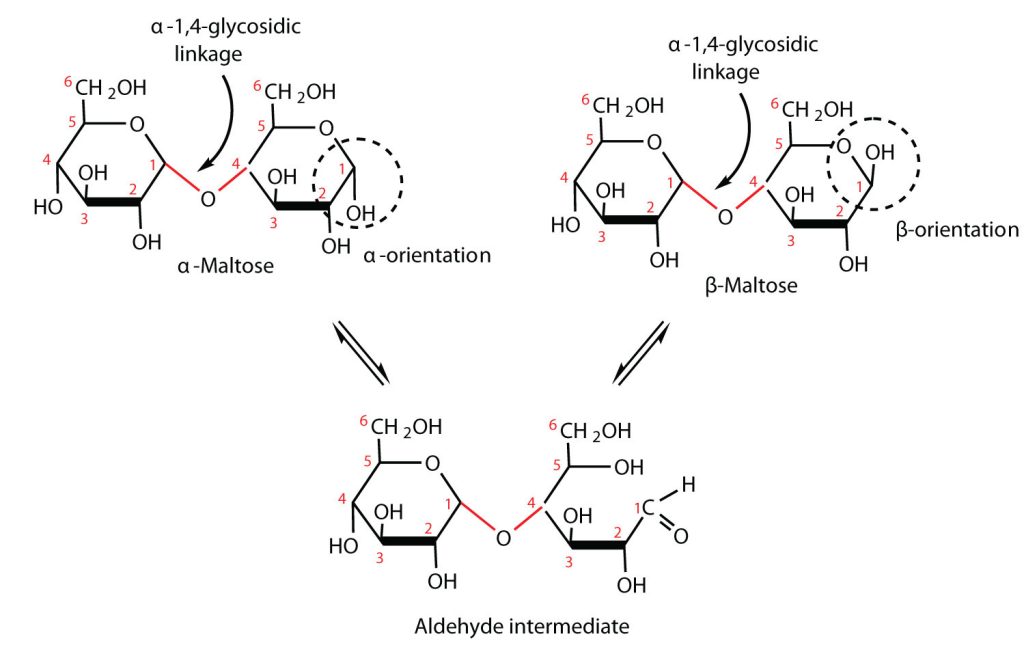 2 structures are shown of maltose isomers (alpha-maltose and beta-maltose) in an equilibrium mixture is shown as a reversible reaction with an aldehyde intermediate.