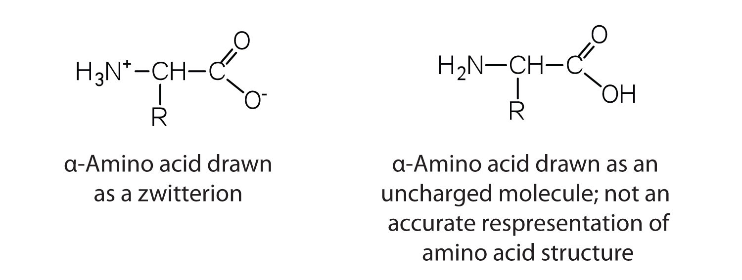 Two structural representations of an alpha-amino acid.