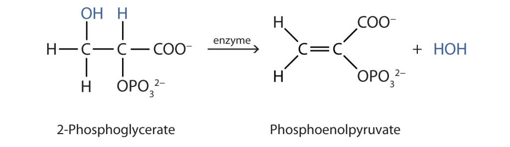 Structural formula of 2 phosphoglycerate forming phosphoenolpyruvate and a water molecule with the aid of enzymes.