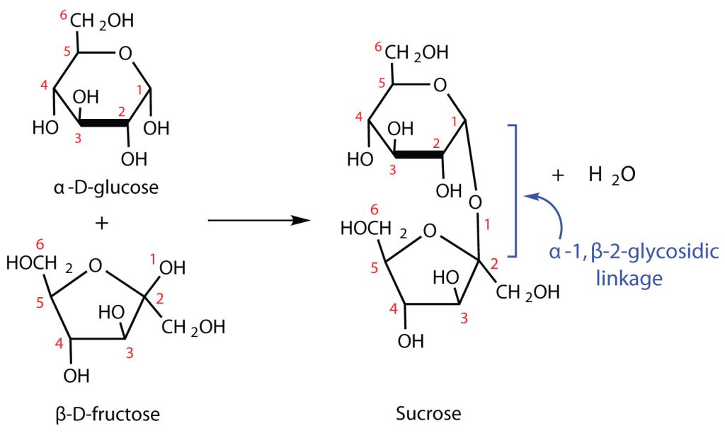The reaction of alpha-d-glucose and beta-D-fructose creating sucrose